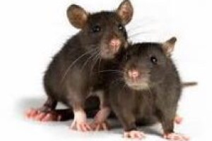 Ratten… ratten… en nog meer ratten