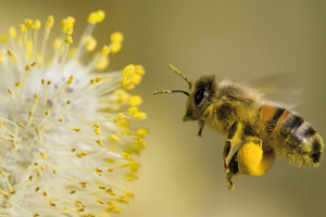 De bijen en honing van St Ambrosius